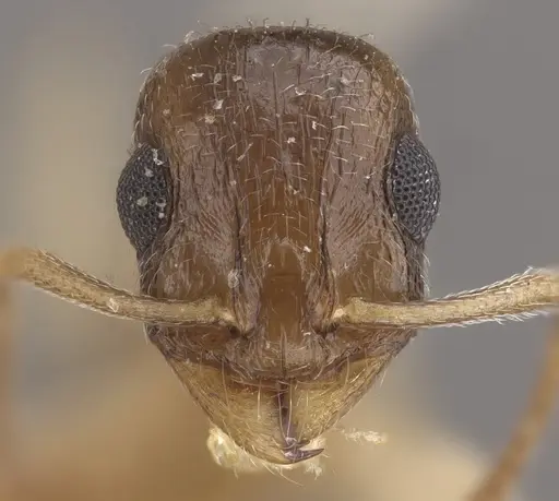 Temnothorax pallidipes specimen CASENT0917830 image casent0917830_3