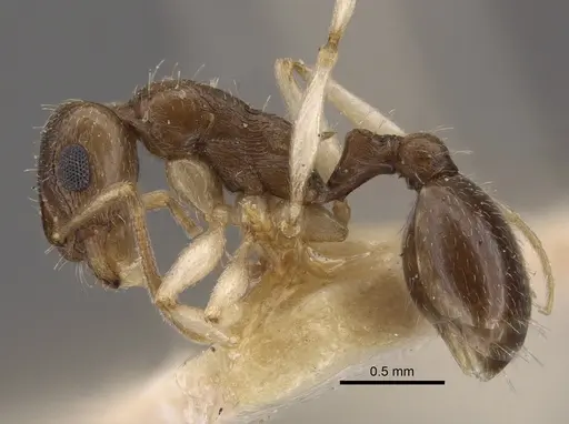 Temnothorax pallidipes specimen CASENT0917830 image casent0917830_4