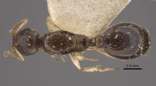 Temnothorax pallidipes specimen CASENT0917831 image casent0917831_1