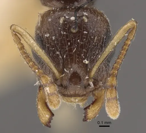 Temnothorax pallidipes specimen CASENT0917831 image casent0917831_2