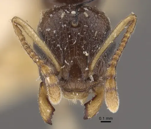 Temnothorax pallidipes specimen CASENT0917831 image casent0917831_3