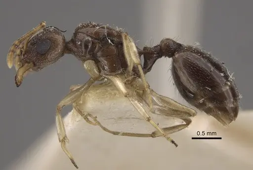 Temnothorax pallidipes specimen CASENT0917831 image casent0917831_4