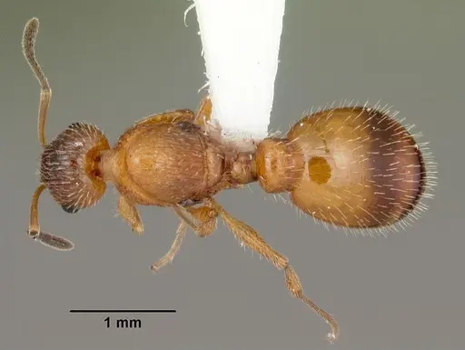 Temnothorax palustris specimen CASENT0104041 image casent0104041_1