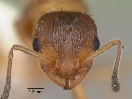 Temnothorax palustris specimen CASENT0104041 image casent0104041_2