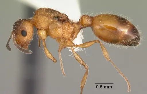 Temnothorax palustris specimen CASENT0104041 image casent0104041_3
