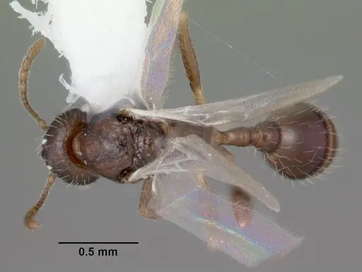 Temnothorax palustris specimen CASENT0104044 image casent0104044_1