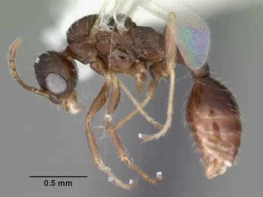 Temnothorax palustris specimen CASENT0104044 image casent0104044_3