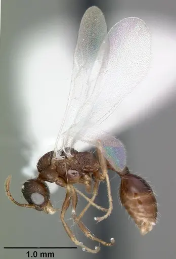 Temnothorax palustris specimen CASENT0104044 image casent0104044_4