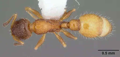 Temnothorax palustris specimen CASENT0104045 image casent0104045_1
