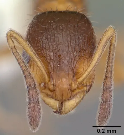 Temnothorax palustris specimen CASENT0104045 image casent0104045_2