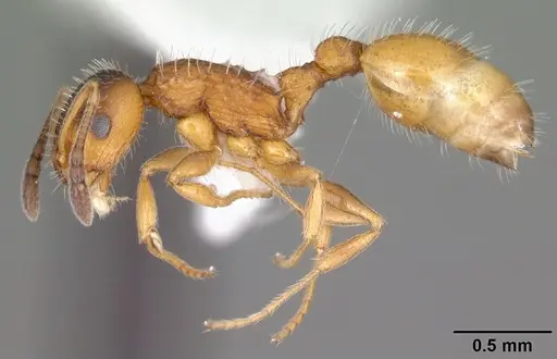 Temnothorax palustris specimen CASENT0104045 image casent0104045_3