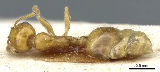 Temnothorax pamiricus specimen CASENT0904744 image casent0904744_1