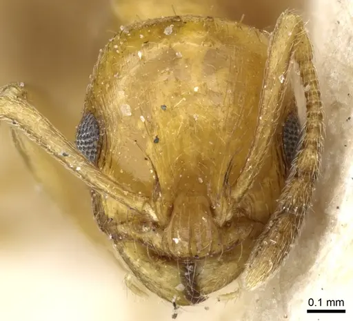 Temnothorax pamiricus specimen CASENT0904744 image casent0904744_2
