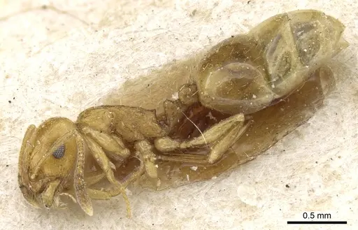 Temnothorax pamiricus specimen CASENT0904744 image casent0904744_3