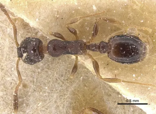 Temnothorax pan specimen CASENT0912980 image casent0912980_1