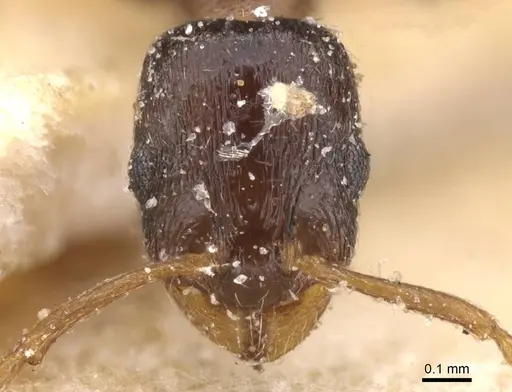 Temnothorax pan specimen CASENT0912980 image casent0912980_2
