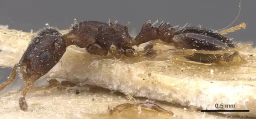Temnothorax pan specimen CASENT0912980 image casent0912980_3