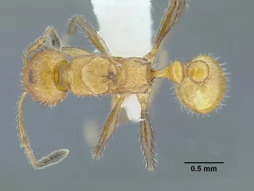 Temnothorax paraztecus specimen CASENT0614500 image casent0614500_1
