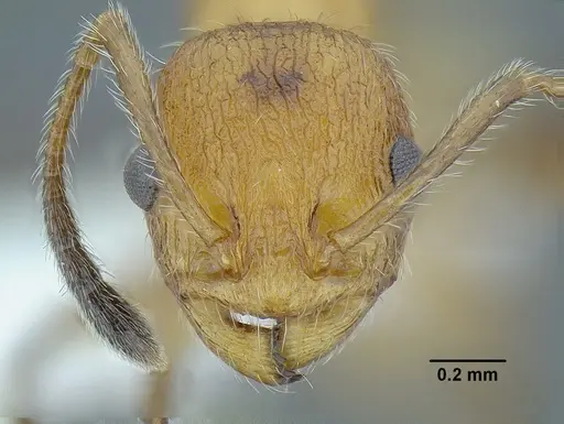 Temnothorax paraztecus specimen CASENT0614500 image casent0614500_2