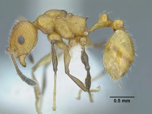 Temnothorax paraztecus specimen CASENT0614500 image casent0614500_3