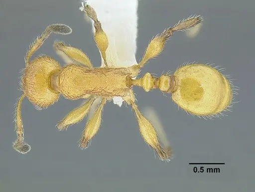 Temnothorax paraztecus specimen CASENT0629030 image casent0629030_1