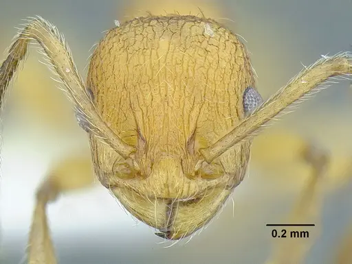 Temnothorax paraztecus specimen CASENT0629030 image casent0629030_2