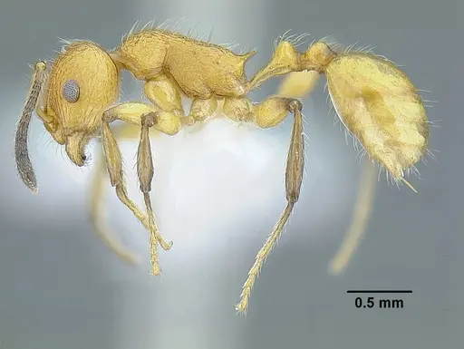 Temnothorax paraztecus specimen CASENT0629030 image casent0629030_3