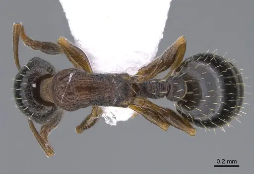 Temnothorax parnonensis specimen CASENT0923716 image casent0923716_1