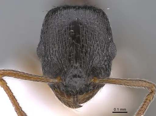 Temnothorax parnonensis specimen CASENT0923716 image casent0923716_2