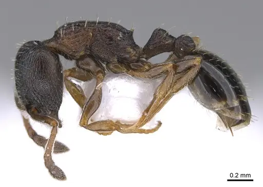 Temnothorax parnonensis specimen CASENT0923716 image casent0923716_3