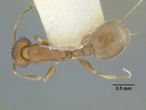 Temnothorax parralensis specimen LACMENT323355 image lacment323355_1