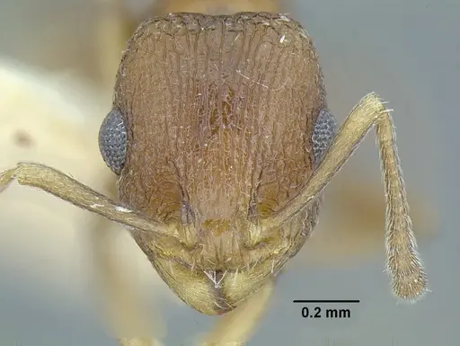 Temnothorax parralensis specimen LACMENT323355 image lacment323355_2