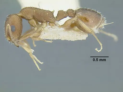 Temnothorax parralensis specimen LACMENT323355 image lacment323355_3