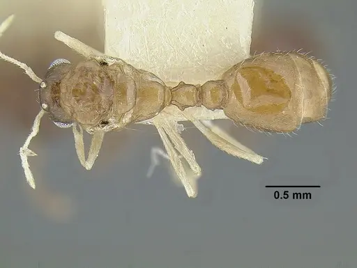 Temnothorax parralensis specimen LACMENT323356 image lacment323356_1