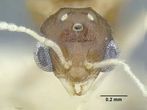 Temnothorax parralensis specimen LACMENT323356 image lacment323356_2