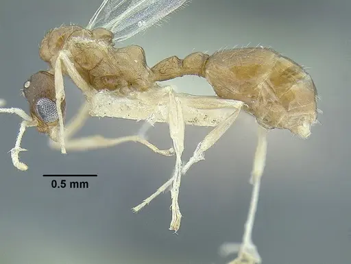 Temnothorax parralensis specimen LACMENT323356 image lacment323356_3