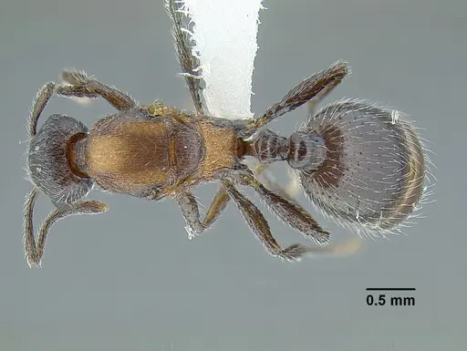 Temnothorax parvidentatus specimen CASENT0612665 image casent0612665_1