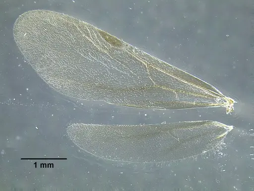 Temnothorax parvidentatus specimen CASENT0612665 image casent0612665_2