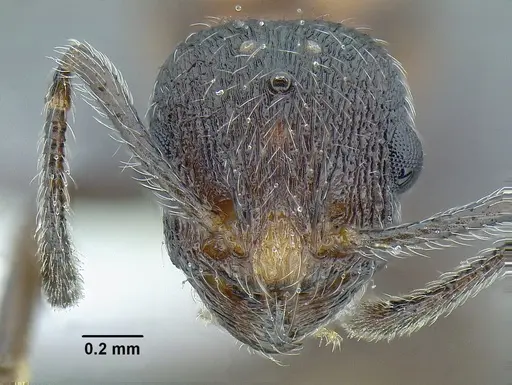 Temnothorax parvidentatus specimen CASENT0612665 image casent0612665_3