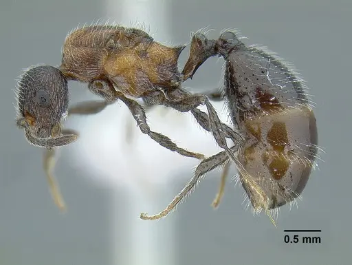 Temnothorax parvidentatus specimen CASENT0612665 image casent0612665_4