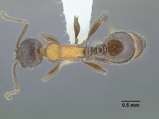 Temnothorax parvidentatus specimen CASENT0756087 image casent0756087_1