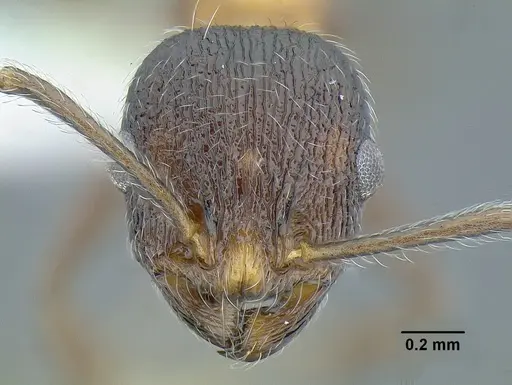 Temnothorax parvidentatus specimen CASENT0756087 image casent0756087_2