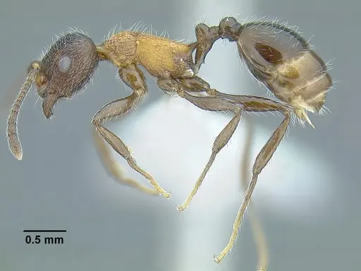 Temnothorax parvidentatus specimen CASENT0756087 image casent0756087_3