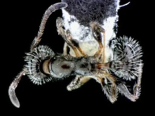 Temnothorax pergandei specimen ANTWEB1041516 image antweb1041516_1
