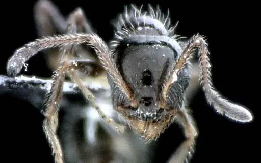 Temnothorax pergandei specimen ANTWEB1041516 image antweb1041516_2