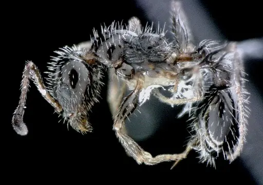 Temnothorax pergandei specimen ANTWEB1041516 image antweb1041516_3