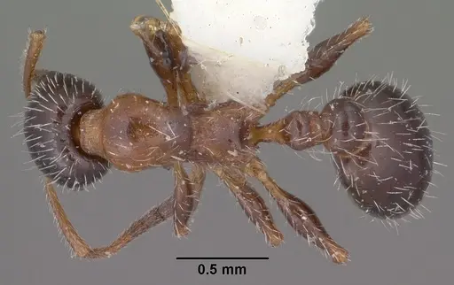 Temnothorax pergandei specimen CASENT0102842 image casent0102842_1