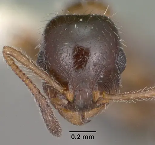 Temnothorax pergandei specimen CASENT0102842 image casent0102842_2