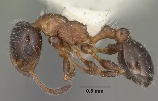 Temnothorax pergandei specimen CASENT0102842 image casent0102842_3