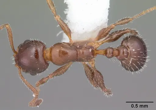 Temnothorax pergandei specimen CASENT0104016 image casent0104016_1